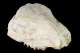 Oreodont (Merycoidodon) Skull Section - South Dakota #146174-4